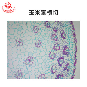 Compreensión preliminar de la estructura interna de las plantas; especímenes claros y brillantes; kit de preparados biológicos para laboratorio; biológico - Product Image 2