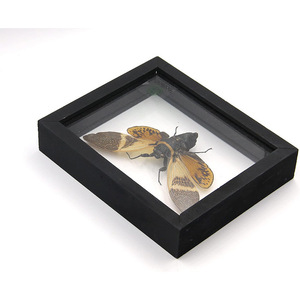 Boîte à spécimens de papillons, boîte en bois avec couvercle transparent, boîte de rangement pour spécimens d'insectes et de plantes, boîte de présentation de spécimens de papillons en bois - Product Image 4