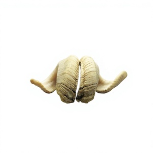 Shofar en corne de bélier naturelle non finie, fait main, de haute qualité, personnalisé, AZ ENTERPRISES AZE-RH02, traditionnel de l'Uttar Pradesh - Product Image 2