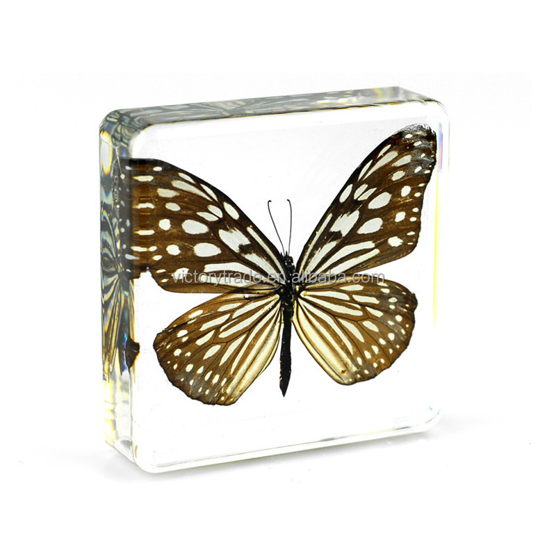 V-HD015 Оптовая настоящая бабочка высокая проницаемость смола образца синего тигр-tirumala limniace образца