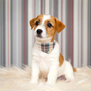 Pu Plaid Beige Fluwelen Strik Halsband Verstelbare Maat <span class=keywords><strong>Puppy</strong></span> Hond Bandana Halsband En Riem Set Hond Vlinderdas Kraag met Bel - Product Image 3