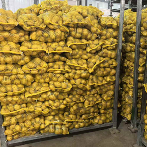 Pommes <span class=keywords><strong>de</strong></span> <span class=keywords><strong>terre</strong></span> fraîches Yukon Gold <span class=keywords><strong>Russet</strong></span> certifiées Global GAP HACCP, emballage <span class=keywords><strong>de</strong></span> 5 kg, 10 kg, 15 kg, carton pour supermarché, export - Product Image 2