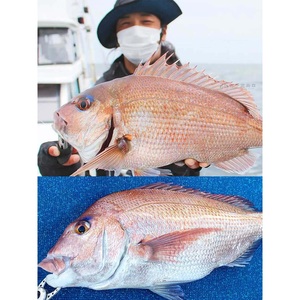 Canne à pêche Alpha Tackle <span class=keywords><strong>Kaijin</strong></span> Kawahagi pour la pêche en eau peu profonde du grouper - Product Image 4