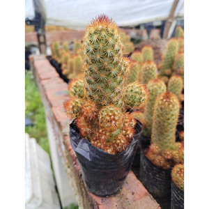 Zhangzhou Venta al por mayor <span class=keywords><strong>Cactus</strong></span> suculento Dedos dorados Flores <span class=keywords><strong>de</strong></span> raíz desnuda Plantas <span class=keywords><strong>de</strong></span> bonsái verdes en macetas <span class=keywords><strong>de</strong></span> plástico para jardinería - Product Image 3