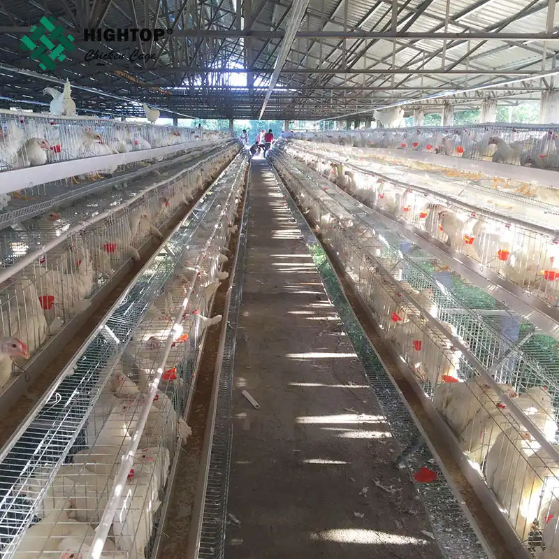 Desain Rumah Peternakan Unggas Otomatis Sangkar Ayam Lapisan Telur