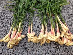 Exportación de jengibre fresco para bebés desde Vietnam | Proveedor a granel de jengibre orgánico joven en todo el mundo - Product Image 4