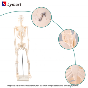 Educación de anatomía ósea 85cm modelo de <span class=keywords><strong>esqueleto</strong></span> humano anatómico de plástico - Product Image 5