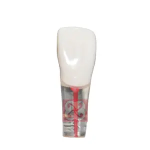 Dental Root Teeth Model Orthodontic Endodontic Teeth Dental Endodontic Rotary Files Typodont Teeth Dentistry Materials