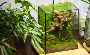 Terrarium en verre d'intérieur, designs géométriques, conteneur en laiton polygone, décoration moderne, pot de fleurs écologique pour plantes succulentes, <span class=keywords><strong>fougères</strong></span> et plantes aériennes - Product Image 3