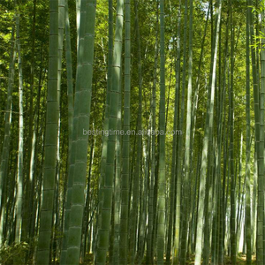 Graines de bambou géant chinois Moso Phyllostachys Edulis pour plante artificielle sur décor de jardin - Product Image 4