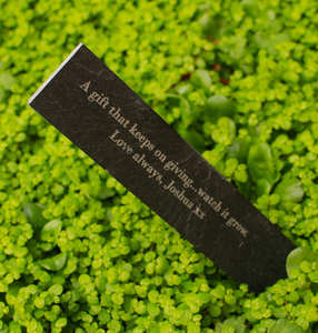 Características Únicas: Arándano Rojo, Regalo de Esperanza para Amantes de las Plantas, Cultive Cultivos Abundantes de Deliciosas Frutas Suaves, Arbusto de Arándano Rojo - Product Image 6