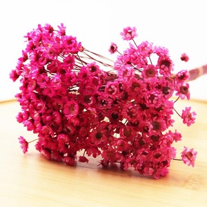 <span class=keywords><strong>Fleur</strong></span> <span class=keywords><strong>de</strong></span> gypsophile préservée, souffle <span class=keywords><strong>de</strong></span> bébé séché, <span class=keywords><strong>fleur</strong></span> <span class=keywords><strong>de</strong></span> souffle <span class=keywords><strong>de</strong></span> bébé séchée pour la décoration <span class=keywords><strong>de</strong></span> mariage - Product Image 6