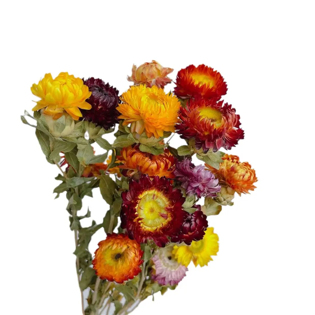 Ramo de flores secas de crisantemo colorido para decoración del hogar recién llegado