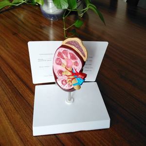 Modelo anatómico de enseñanza de ciencia médica, modelo de disección de riñón humano, modelo educativo de órganos, estructura anatómica de riñón - Product Image 6