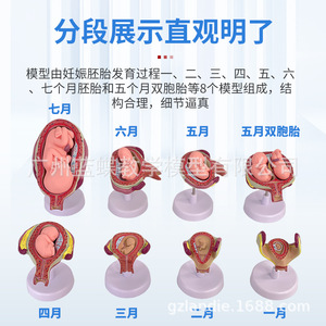 Modelos didácticos sobre el embarazo y el desarrollo humano, el desarrollo embrionario, el desarrollo fetal y la anatomía uterina. - Product Image 4