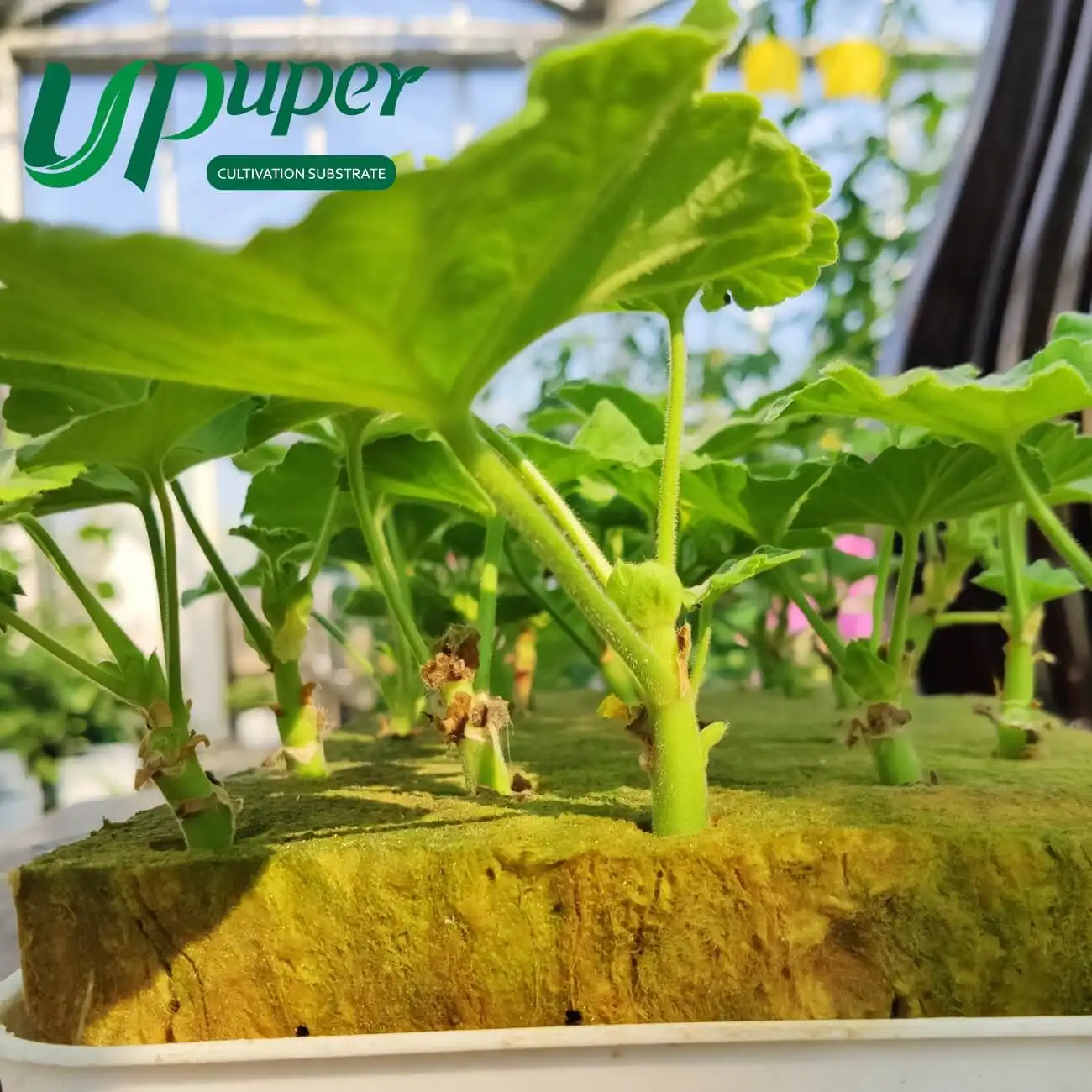 UPuper topraksız sera büyüyen sistemler tohum marş kaya yünü hydroponic büyümek küp