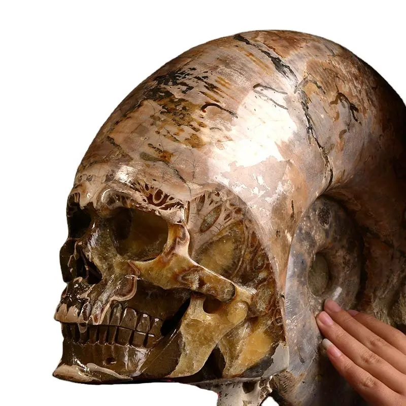 Eudemon-tallado a mano para curación de Reiki, superrealista fósil de amonita, tallado a medida, carvings de cráneo, venta al por mayor