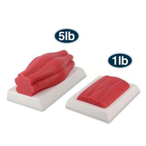 Modèle anatomique <span class=keywords><strong>de</strong></span> comparaison <span class=keywords><strong>poids</strong></span> (graisse et muscle) 1lb 5lb – Kit pédagogique pour l'éducation au fitness et à la <span class=keywords><strong>perte</strong></span> <span class=keywords><strong>de</strong></span> <span class=keywords><strong>poids</strong></span> - Product Image 4