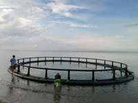 Cage à tilapias en HDPE pour le lac Victoria, Ouganda, pour l'aquaculture de la Source du Nil SON