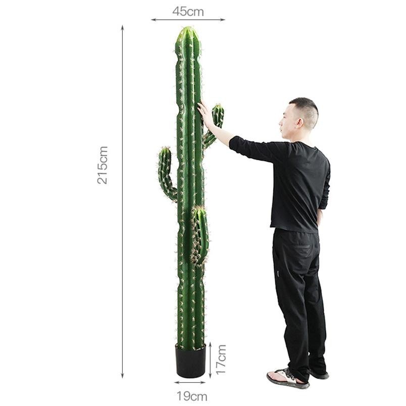 GROSSES épines douces et piliers de cactus à crêtes rugueuses