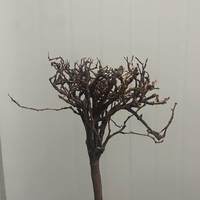 Bois flotté, arbre brésilien, branche de Thaïlande, arbre paysager pour aquarium, souche d'arbre, spécial pour petit aquarium, décoration de salon