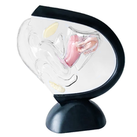 Modèle du système reproducteur féminin, modèle d'utérus transparent, modèle anatomique féminin