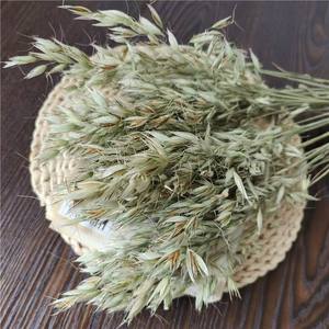 Arrangement <span class=keywords><strong>de</strong></span> fleurs <span class=keywords><strong>de</strong></span> paille d'avoine naturelles séchées et préservées, multicolores, <span class=keywords><strong>de</strong></span> haute qualité, pour la décoration <span class=keywords><strong>de</strong></span> mariage, <span class=keywords><strong>de</strong></span> la maison et des festivals - Product Image 5