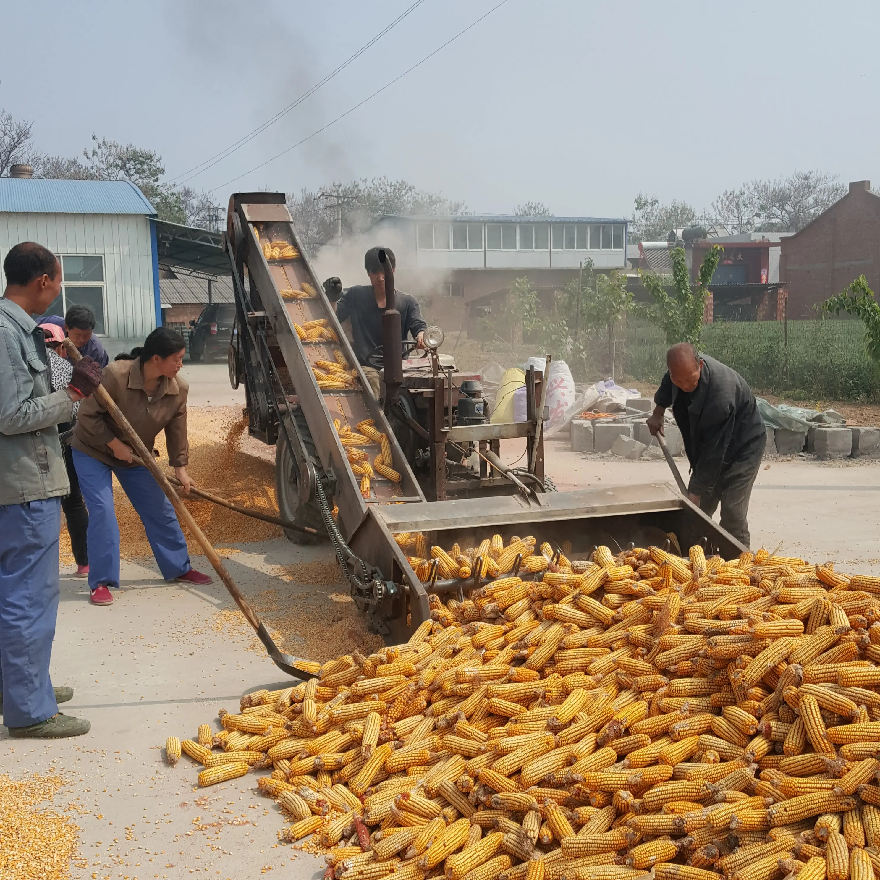 High efficient Automatic feeding new maize sheller machine corn thresher and sheller maize threshing machine