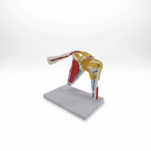 Modelo de Esqueleto de Articulación del <span class=keywords><strong>Hombro</strong></span> a Tamaño Real, Herramienta de Enseñanza de Anatomía de <span class=keywords><strong>Huesos</strong></span> y Músculos para Simulador de Entrenamiento Médico - Product Image 2