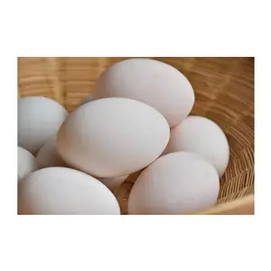 Indian Supplier of Premium Best Quality Duck Egg from Indian Supplier and Exporter for Wholesale