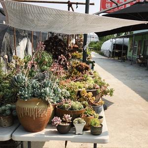 <span class=keywords><strong>2m</strong></span> <span class=keywords><strong>x</strong></span> <span class=keywords><strong>3m</strong></span> 45% ~ 99% <span class=keywords><strong>ombrage</strong></span> Anti UV ombre en aluminium maille plantes de jardin Pergolas auvent abri de soleil de natation - Product Image 6