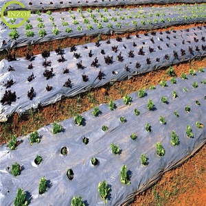 Pellicola per Pacciamatura di Cipolle e Aglio per Frutta del Drago in Offerta Speciale - Product Image 1
