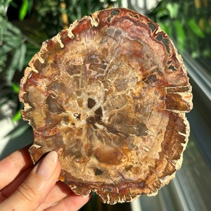 Fossili <span class=keywords><strong>di</strong></span> Legno Pietrificato: <span class=keywords><strong>Lastre</strong></span> <span class=keywords><strong>di</strong></span> Cristallo Grezzo Lucidato all'Ingrosso per Sottobicchieri - Product Image 2