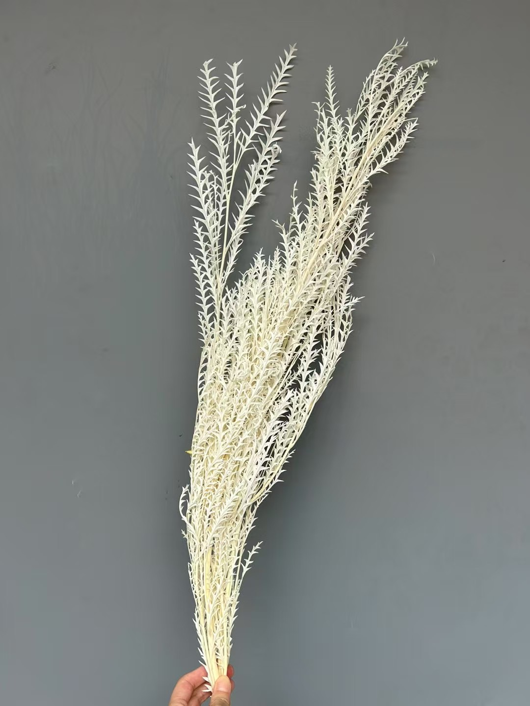 White bleached