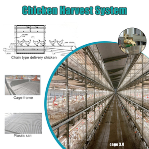 Tự động chăn nuôi gia cầm thiết bị-h loại Gà Thịt lồng hệ thống cho 4-12 tầng gà trang trại - Product Image 3