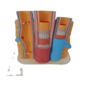 Clips articulaires d'anatomie, modèle DVT, veston des veines profondes, ondulées, modèle - Product Image 1