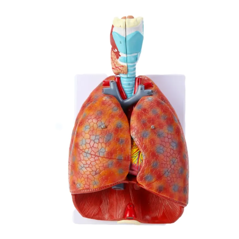 Modelo Humano Natural Do Coração De Laringe Pulmão Garganta Pulmão Tireóide Modelo Do Coração Modelo Do Sistema Respiratório Humano