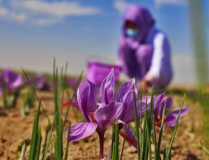 Zafferano di Alta Qualità a Prezzo all'Ingrosso, Crocus Sativus Biologico Puro - Product Image 6