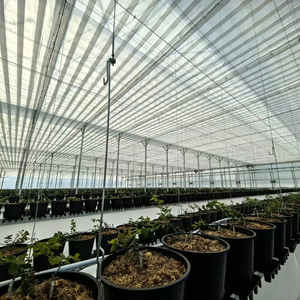 Single-Span Agricultural Greenhouse <b>Large</b> Film Cover Galvanized Steel Frame - Product Image 5