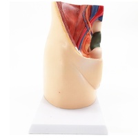 Sistema urinario reproductivo femenino, modelo de anatomía sagital, ayuda de enseñanza médica de plástico para la escuela de medicina con útero