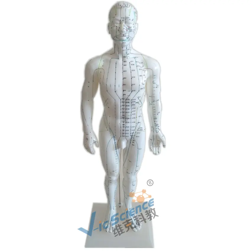 Model Pendidikan Plastik PVC Lembut Kode Inggris, Model Akupunktur Tubuh Manusia 50CM
