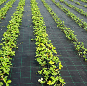 Nông Nghiệp Nhiệm Vụ Cao Cảnh Quan Weed Kiểm Soát UV Nhựa Cắt Mặt Đất Bìa Weed Kiểm Soát Vải Cỏ Bìa Đất - Product Image 5