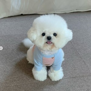 Gilet pour chien rose et bleu à pois imprimé ours, respirant, pour toutes les saisons, vêtements pour petits chiens - Product Image 2