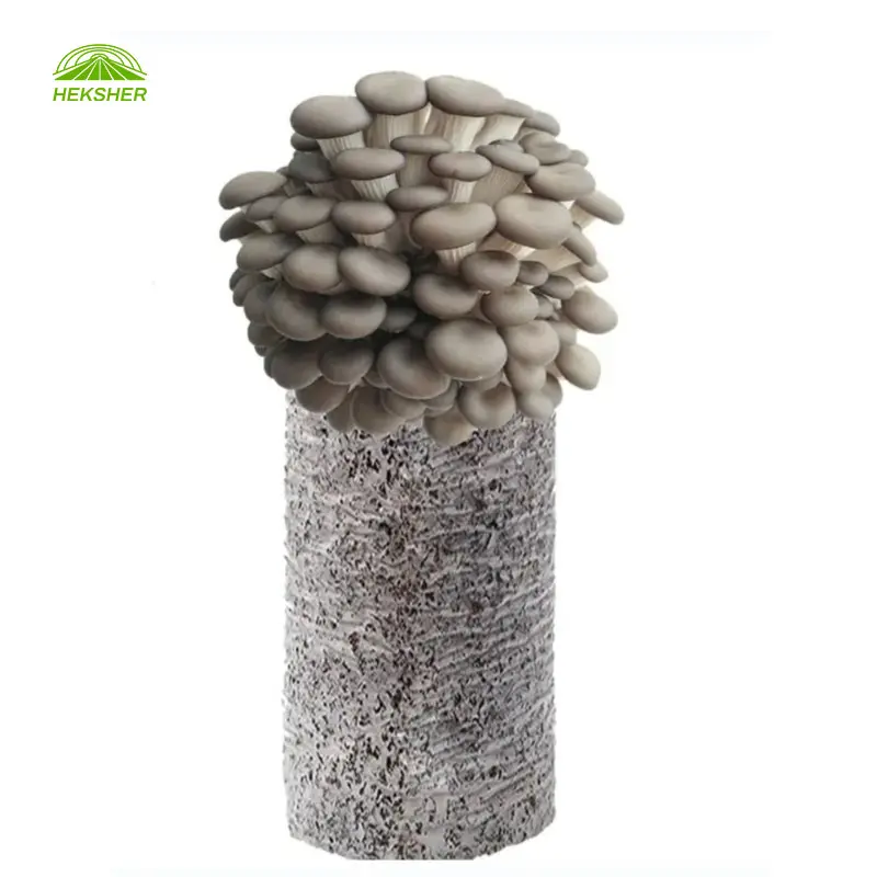 High temperature resistance Grow Bag for Mushroom Cultivation Growing Mushroom Spawn Bags with injection port