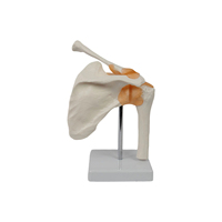 Modelo de Enseñanza Médica DARHMMY, Modelo de Articulación Humana de Material PVC, Modelo Funcional de Articulación del Hombro para Entrenamiento de Estudiantes