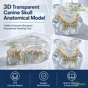 Modelo Transparente de Cráneo Canino con Dientes, Réplica Clara de Anatomía Dental de Mandíbula Canina para Enseñanza y Demostración Veterinaria - Product Image 5