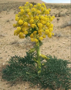 Оптовая поставка, чистый натуральный высококачественный экстракт смолы Ferula Sinkiangensis, порошок <span class=keywords><strong>Asafoetida</strong></span> по оптовой цене - Product Image 3
