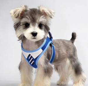 Arnés <span class=keywords><strong>de</strong></span> Pecho para Perro Pequeño, Estilo Academia, Lindo y Moderno, para Paseos, Ideal para Bichón Frisé y Teddy - Product Image 1