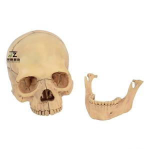 Modèle de crâne amovible de haute qualité, 15 pièces, vente directe des fabricants, produit phare - Product Image 3