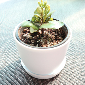 Support de pot de fleurs blanc Plafarm n° 4, soucoupe robuste en PP pour plantes, plateau de drainage intérieur/extérieur pour jardin et balcon, vente en gros OEM - Product Image 3